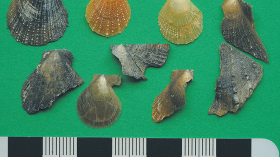 Nine ancient shells from under Sydney Harbour on a green background with a ruler underneath to show size of shells.