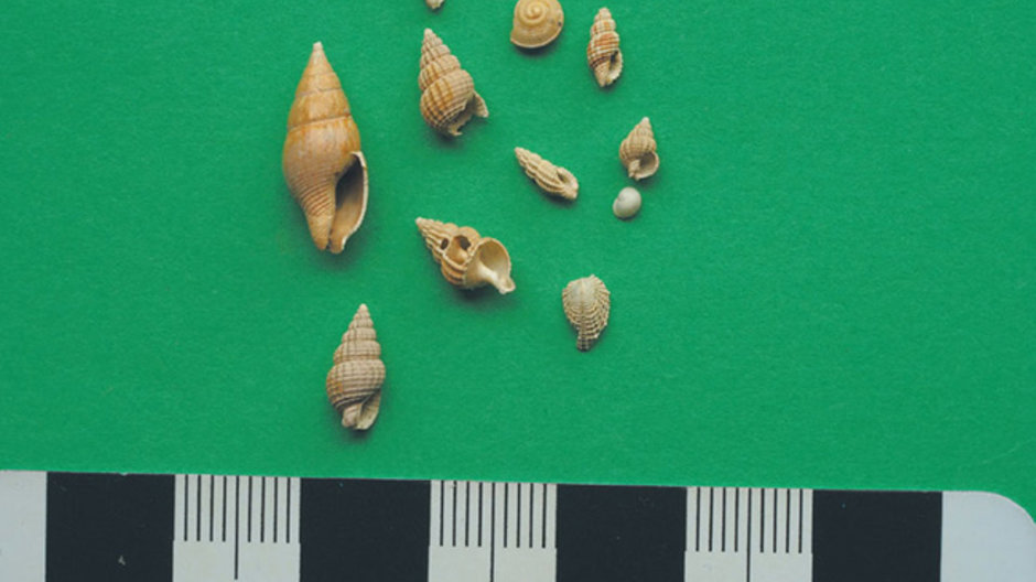 Ten ancient shells from under Sydney Harbour with a ruler underneath to show size of shells.