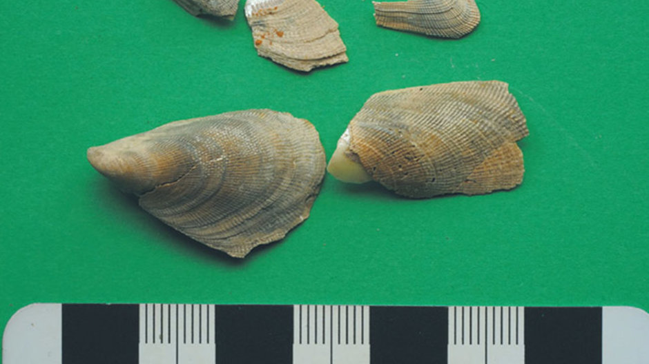 Five ancient shells from under Sydney Harbour with a ruler underneath to show size of shells. Average shell is 2cm in length.