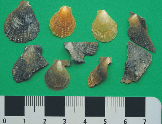 Nine ancient shells from under Sydney Harbour on a green background with a ruler underneath to show size of shells.