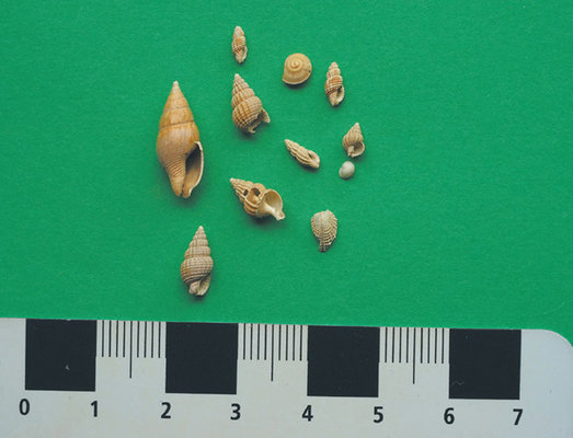 Ten ancient shells from under Sydney Harbour with a ruler underneath to show size of shells.